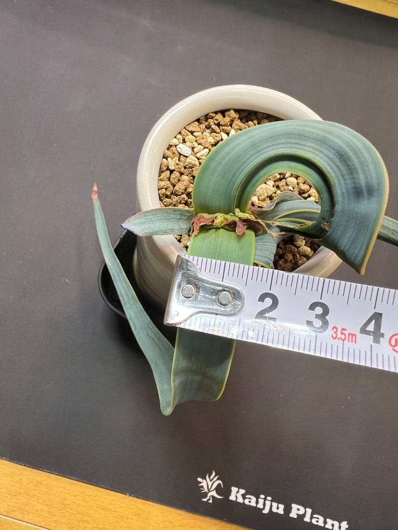 底穴付陶器鉢実生株　葉の形が奇想天外　welwitschia mirabilis