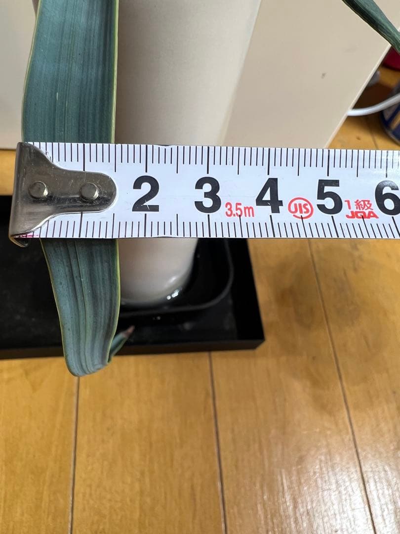 底穴付陶器鉢実生株　葉の形が奇想天外　welwitschia mirabilis