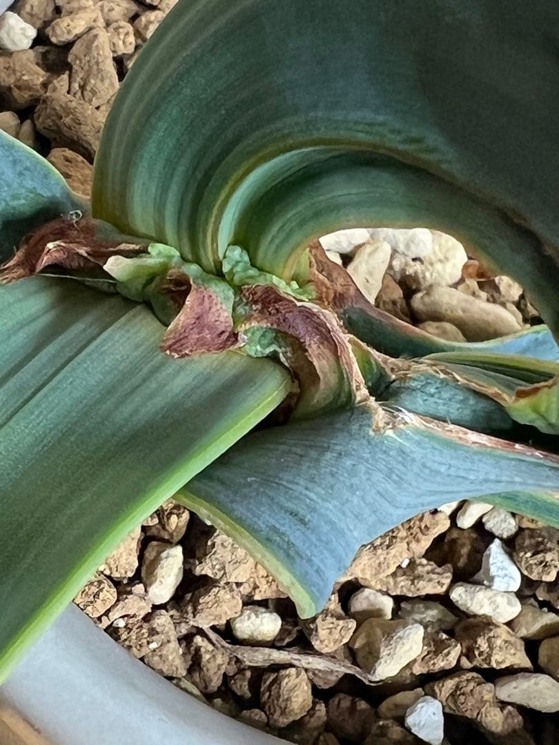 底穴付陶器鉢実生株　葉の形が奇想天外　welwitschia mirabilis