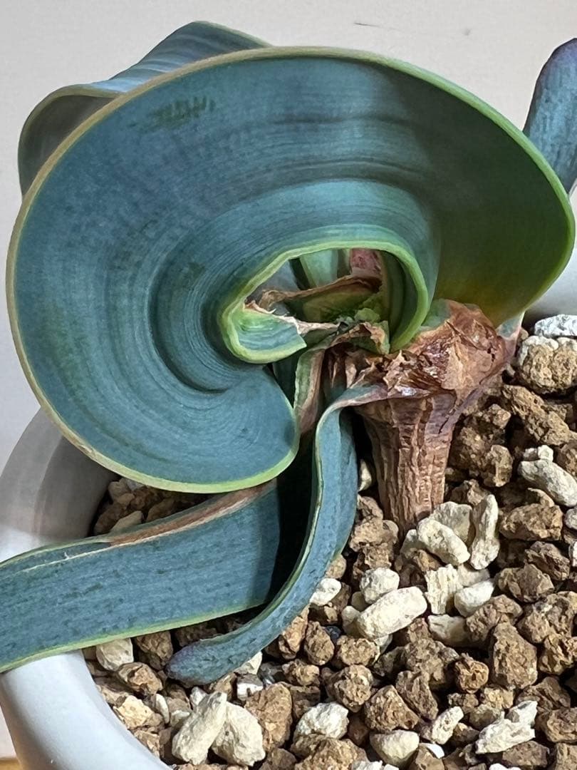 底穴付陶器鉢実生株　葉の形が奇想天外　welwitschia mirabilis