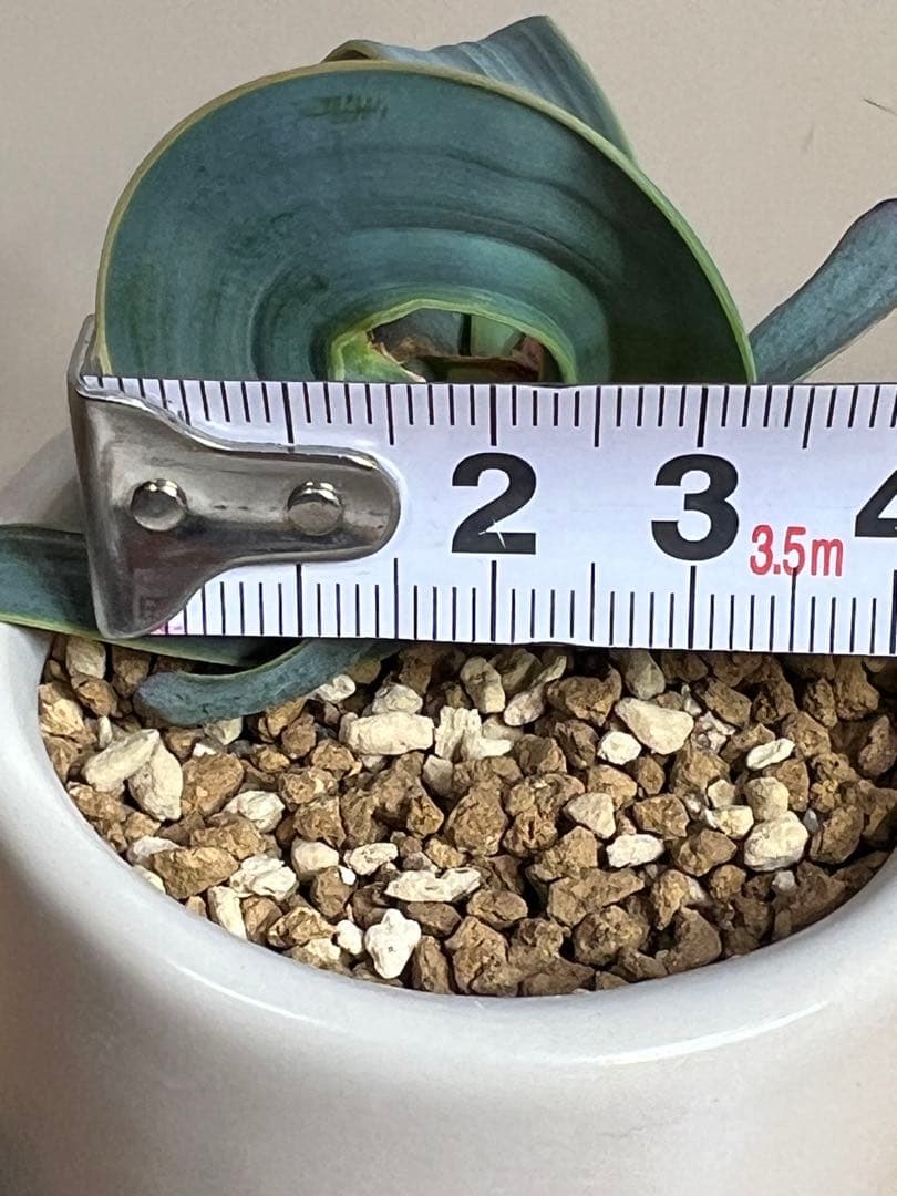 底穴付陶器鉢実生株　葉の形が奇想天外　welwitschia mirabilis