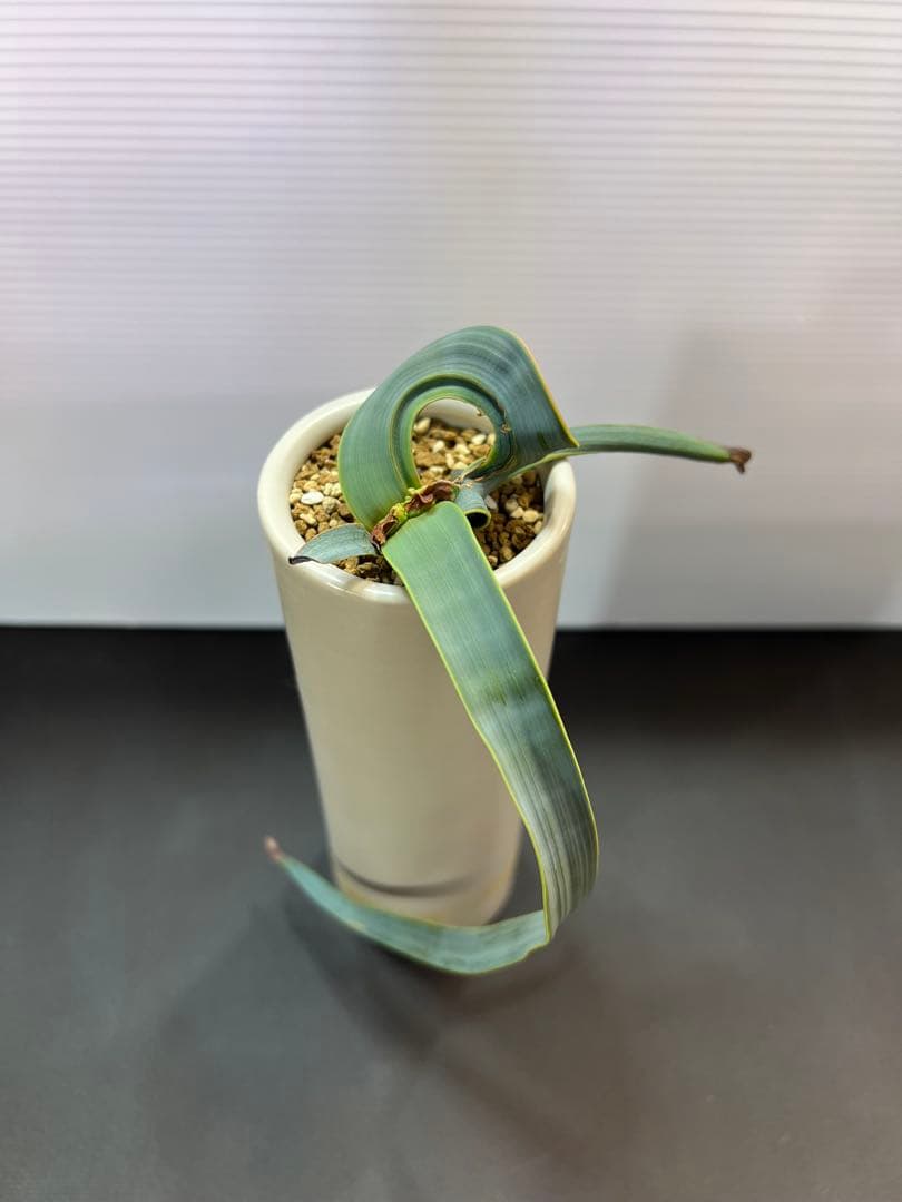 底穴付陶器鉢実生株　葉の形が奇想天外　welwitschia mirabilis