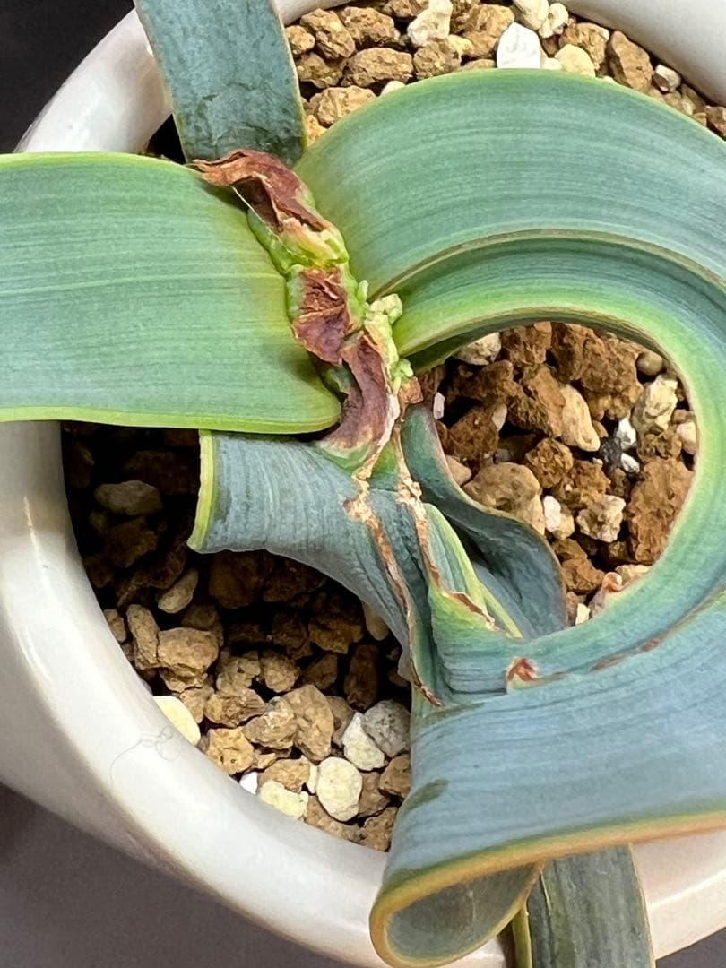 底穴付陶器鉢実生株　葉の形が奇想天外　welwitschia mirabilis