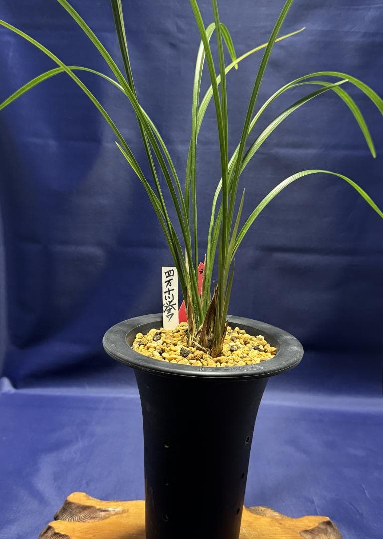 【寒蘭】四万十川の誉