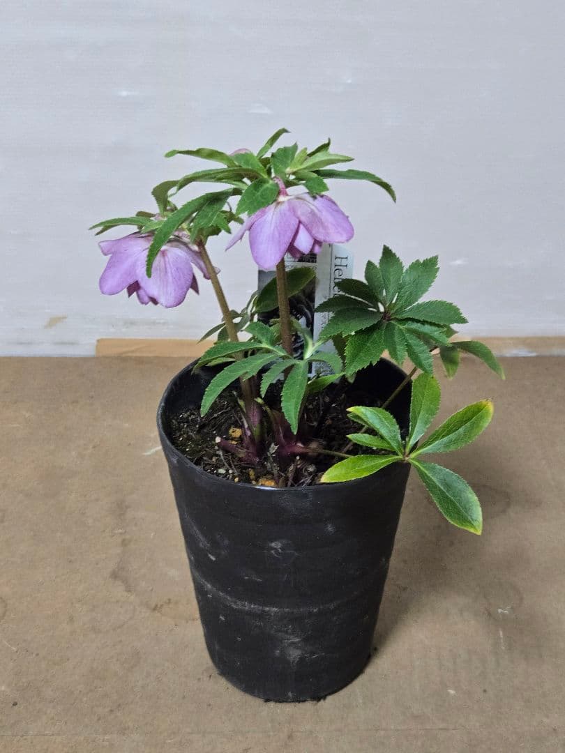 ☆広瀬園芸☆クリスマスローズ☆5号鉢☆