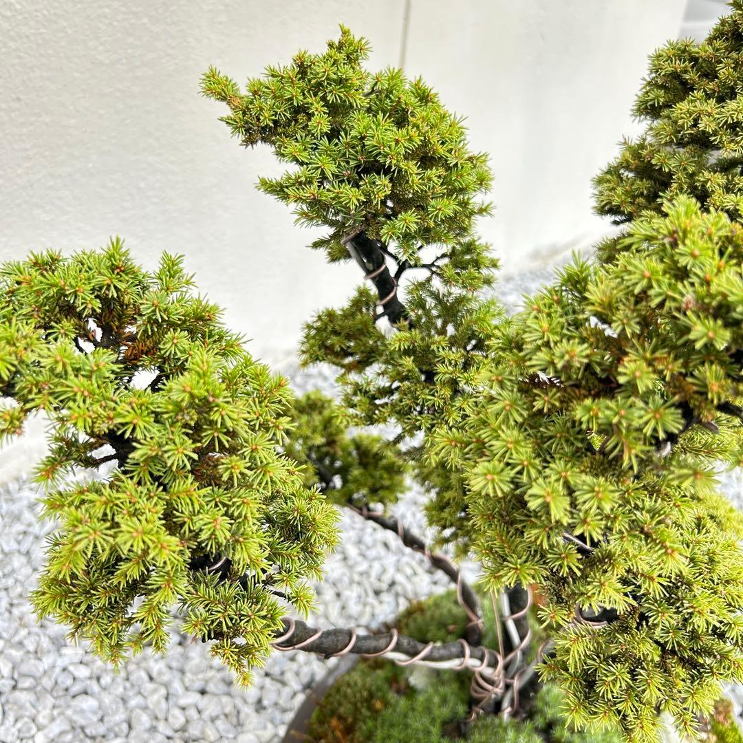 希少！5幹根連り　八房蝦夷松　中品盆栽　北海道産　エゾ松