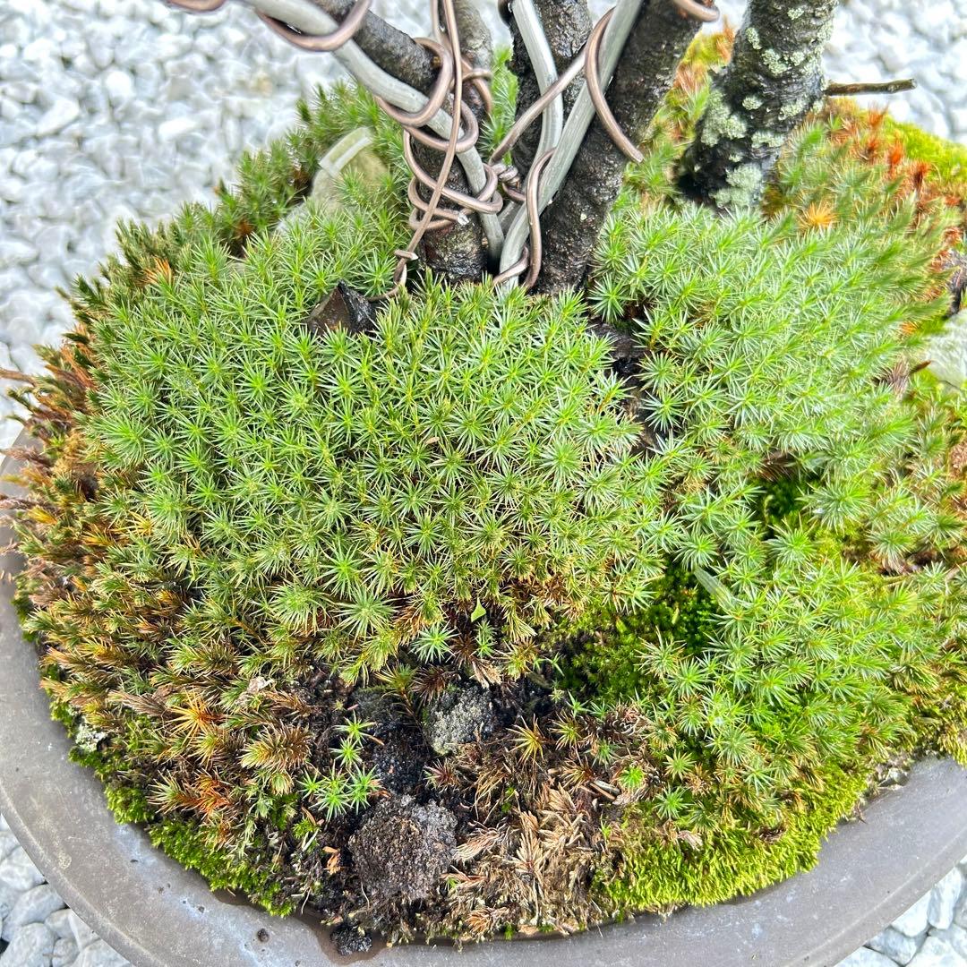希少！5幹根連り　八房蝦夷松　中品盆栽　北海道産　エゾ松