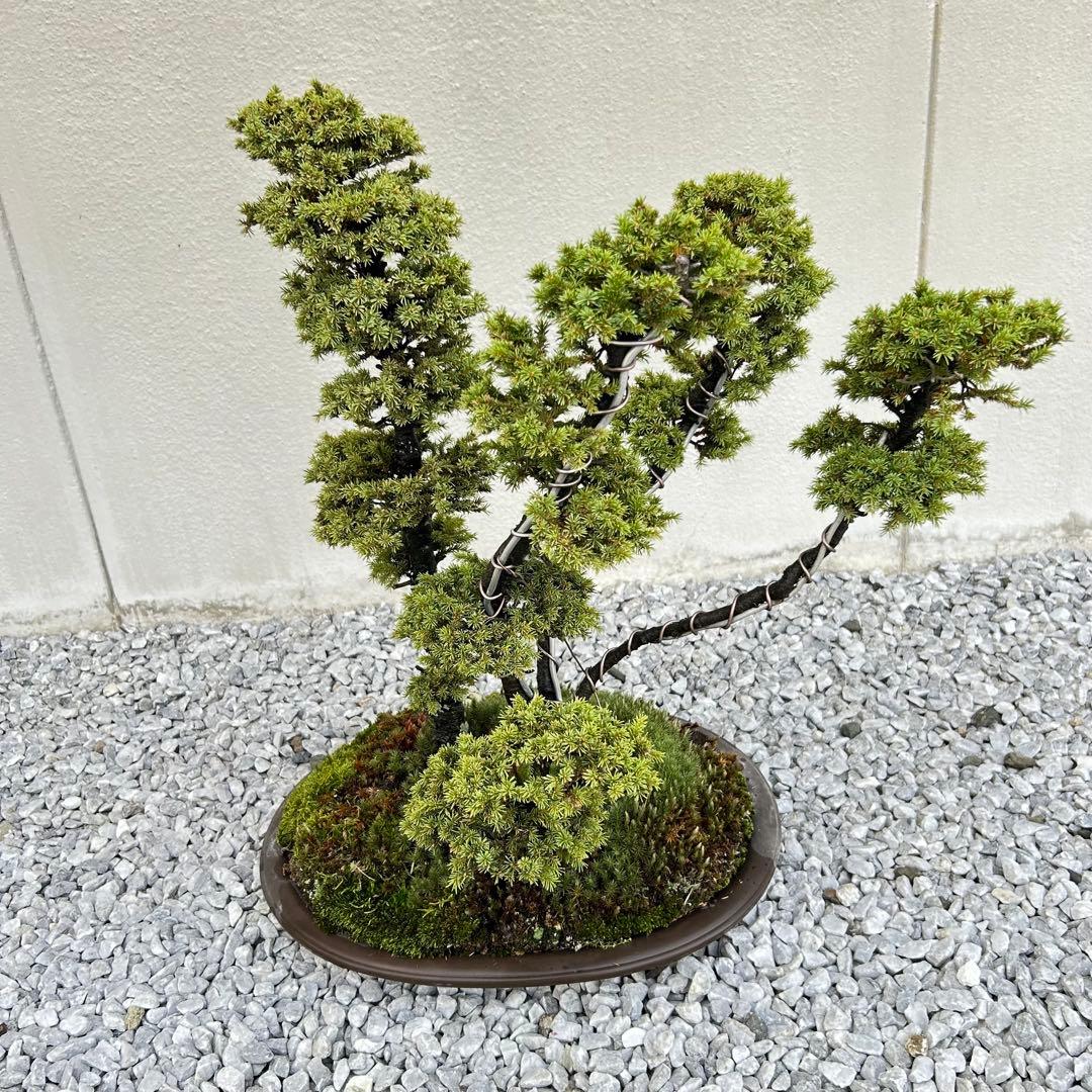 希少！5幹根連り　八房蝦夷松　中品盆栽　北海道産　エゾ松