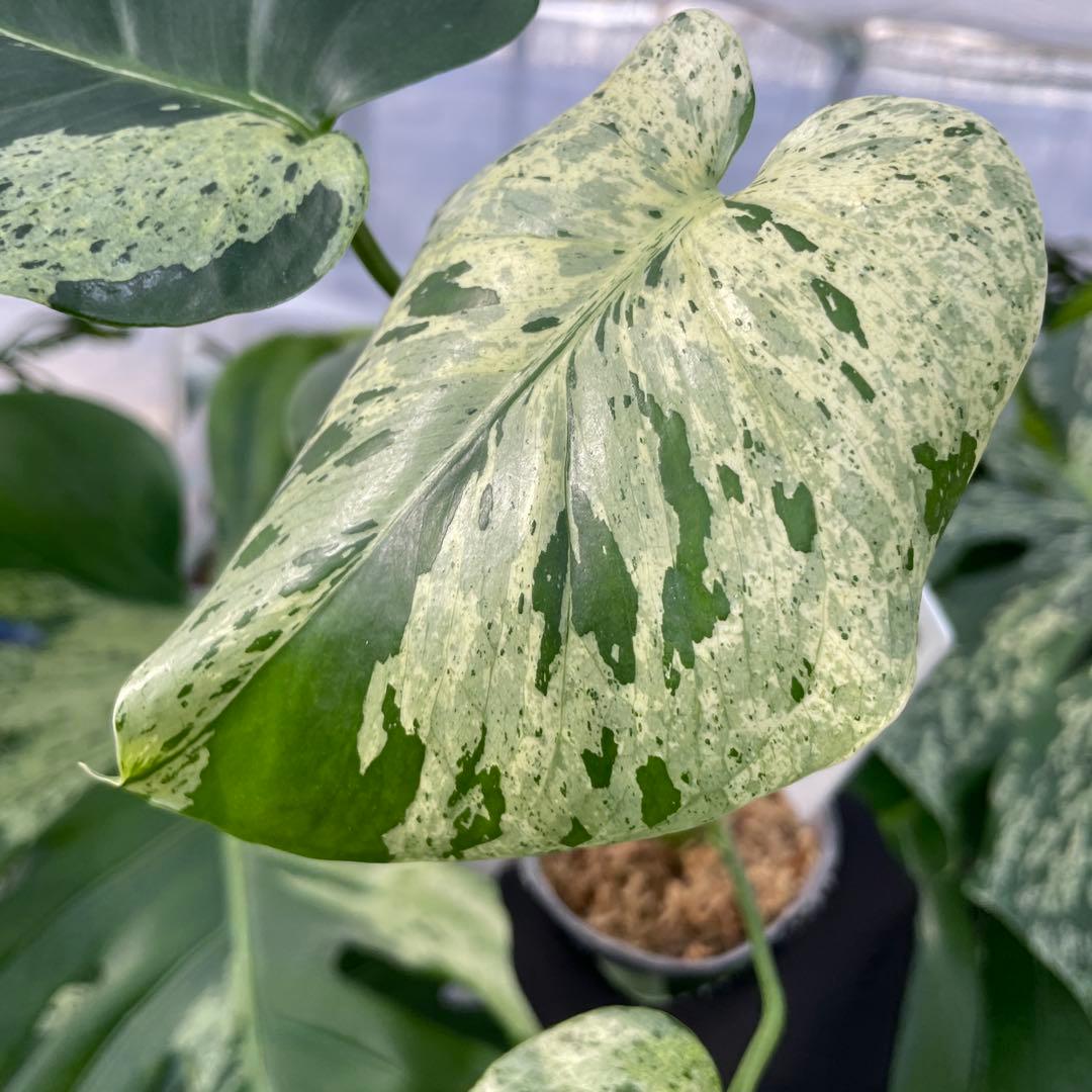 V10モンステラ　デリシオーサ　ベトシオーサ　セレクトエディション斑入り