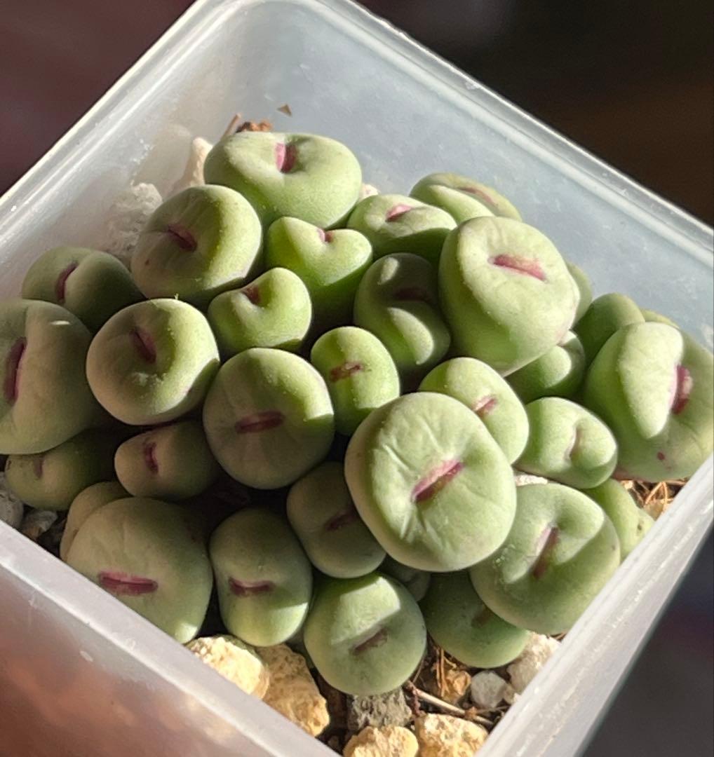 コノフィツム　pageae 群生株