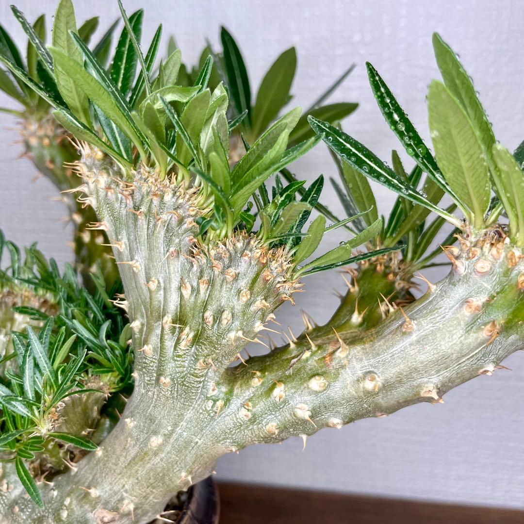 【発根済/綴化まみれ株/陶器鉢込】 綴化 パキポディウム グラキリス