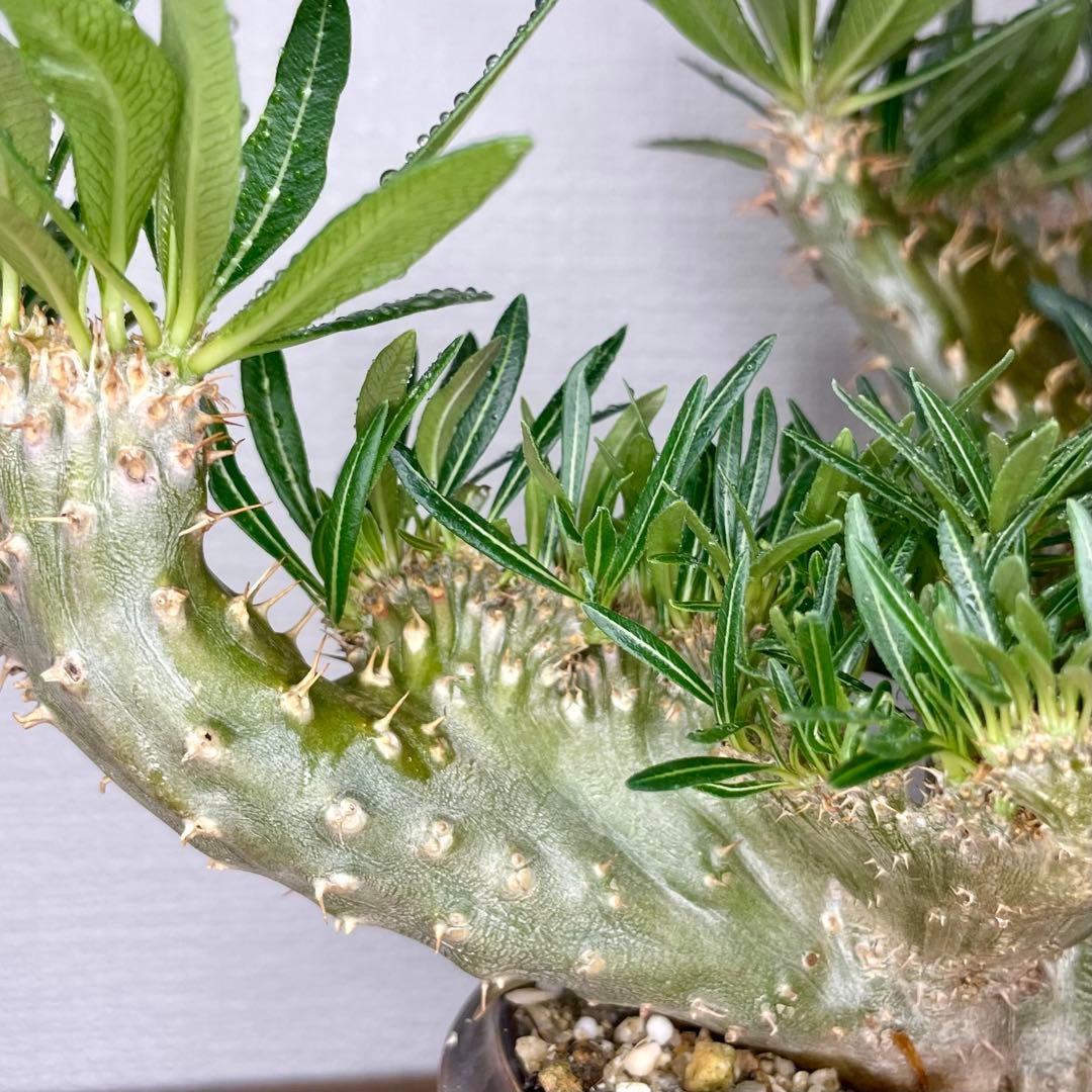 【発根済/綴化まみれ株/陶器鉢込】 綴化 パキポディウム グラキリス