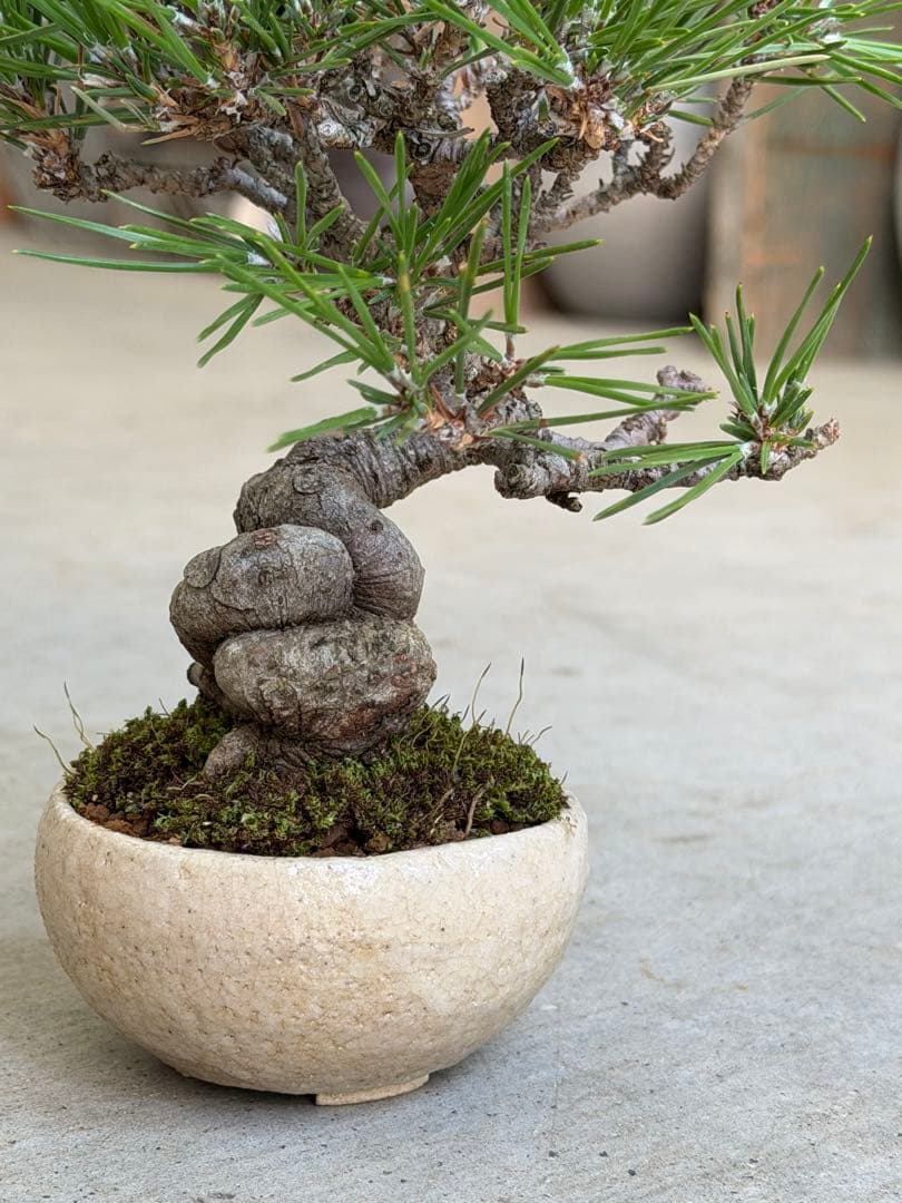 【樹齢20年】黒松