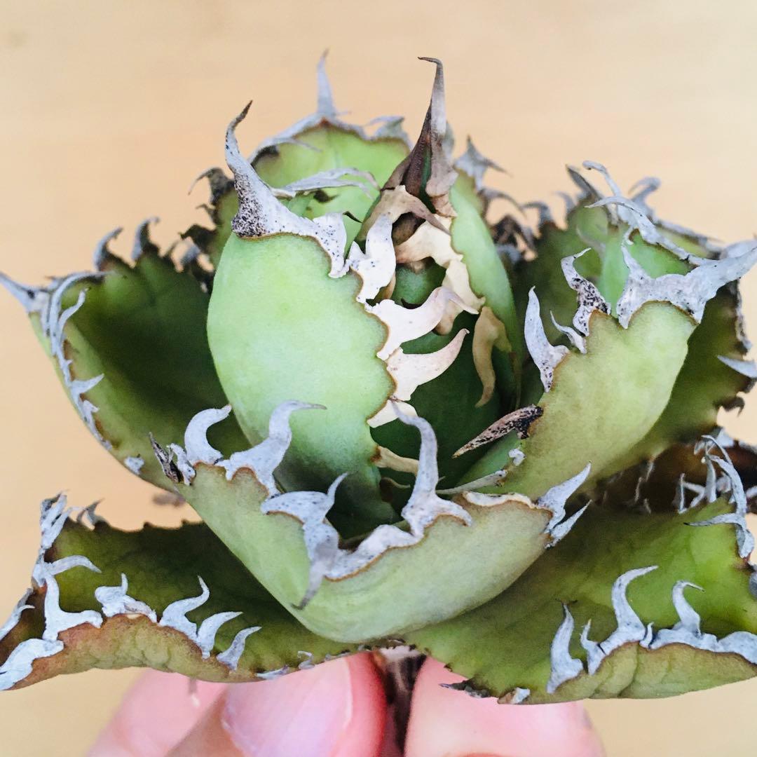 9 フィリグリー コンパクト ボールタイプ 矮性ミニTC株 アガベ チタノタ