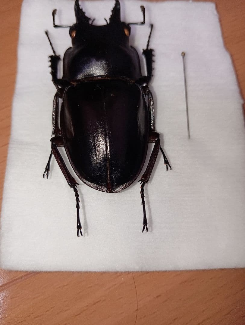 値下げアマミマルバネ（徳之島）♂57ミリ針穴あり