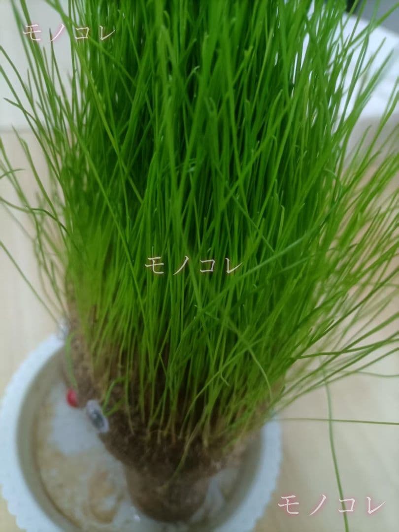 かわいい草生えちゃん DIY 草育てポット デスクトップ 癒しグリーンインテリア