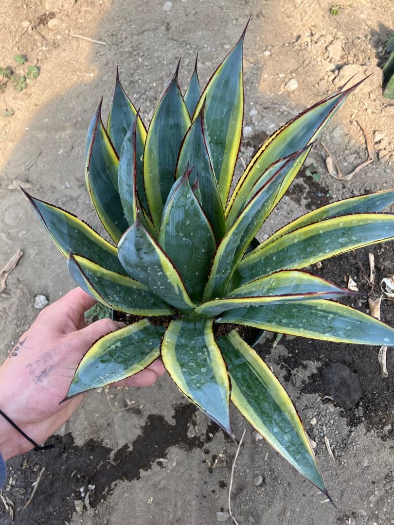 アガベ　サングロー　親株