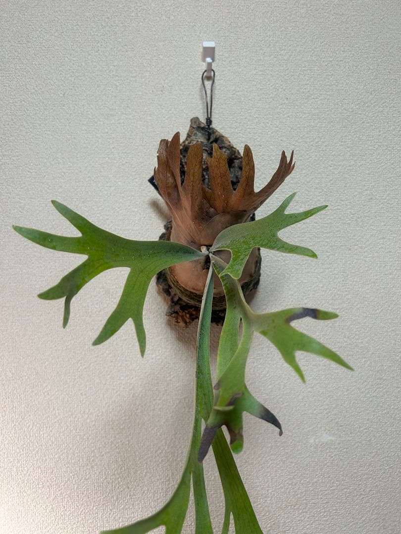 Platycerium hillii cv.Dragon 良形美株 板付