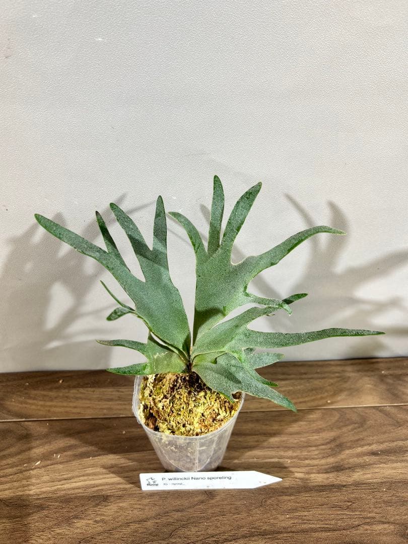 ライフ様おまとめNano(spore)【61】Bacteria (TC)【49】