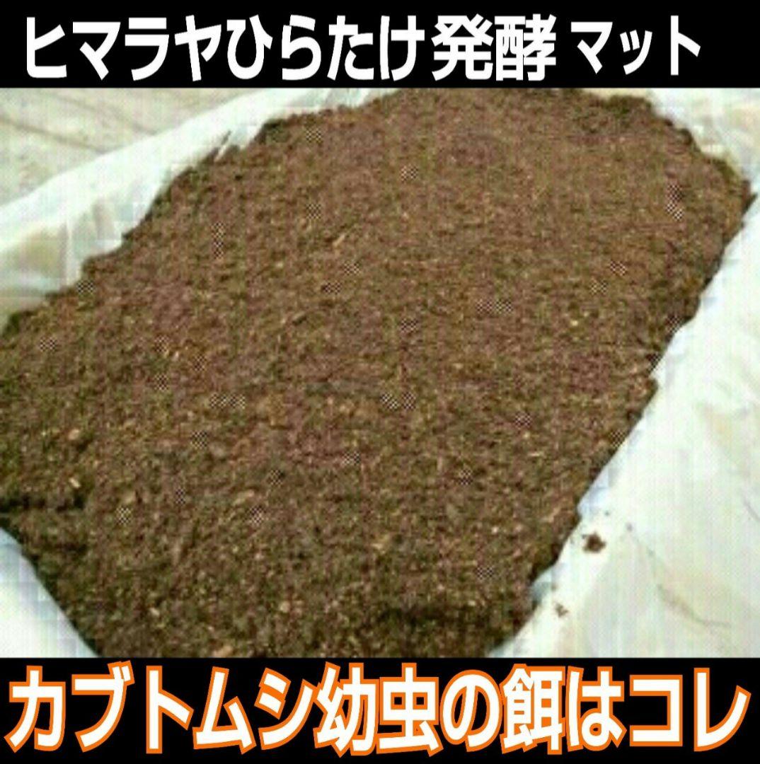 幼虫が丸々太ります！80リットル☆ヒマラヤひらたけ発酵カブトムシマット栄養価抜群