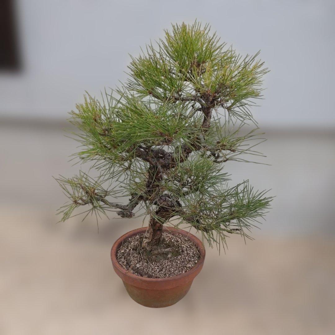 松　盆栽 ③