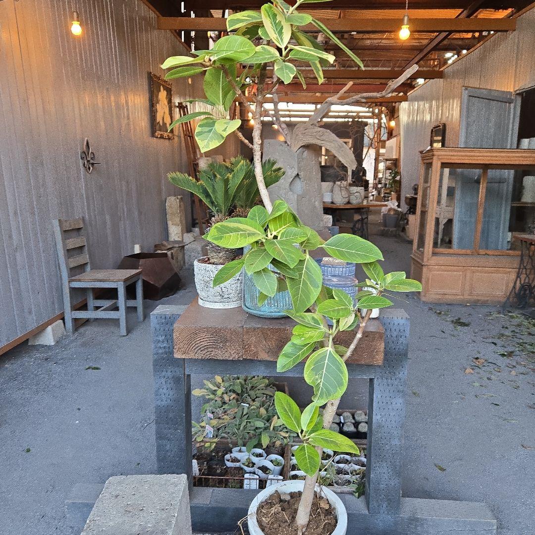 ⑥　フィカス　アルテシマ　曲がり仕立て８号　特大苗木最高等級極上品‼️