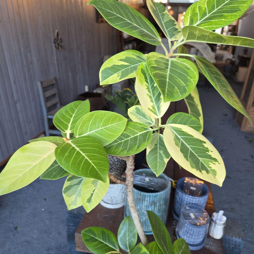 ⑥　フィカス　アルテシマ　曲がり仕立て８号　特大苗木最高等級極上品‼️
