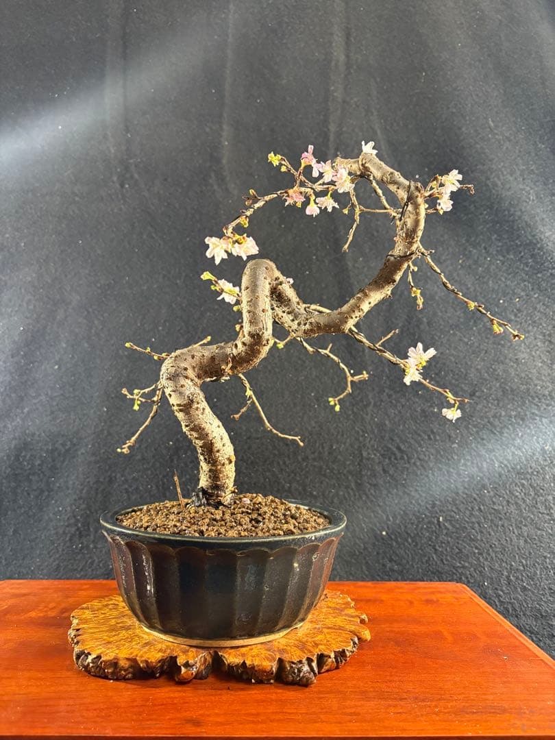 貴風盆栽、十月桜、斜幹模様木 やや傷や汚れあり