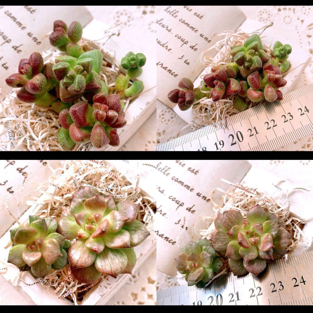 ☆loscente様☆専用です