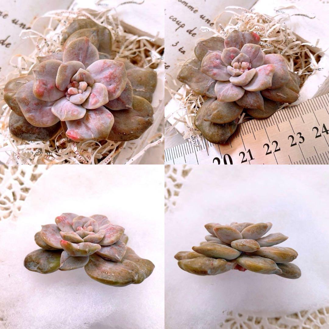 ☆loscente様☆専用です