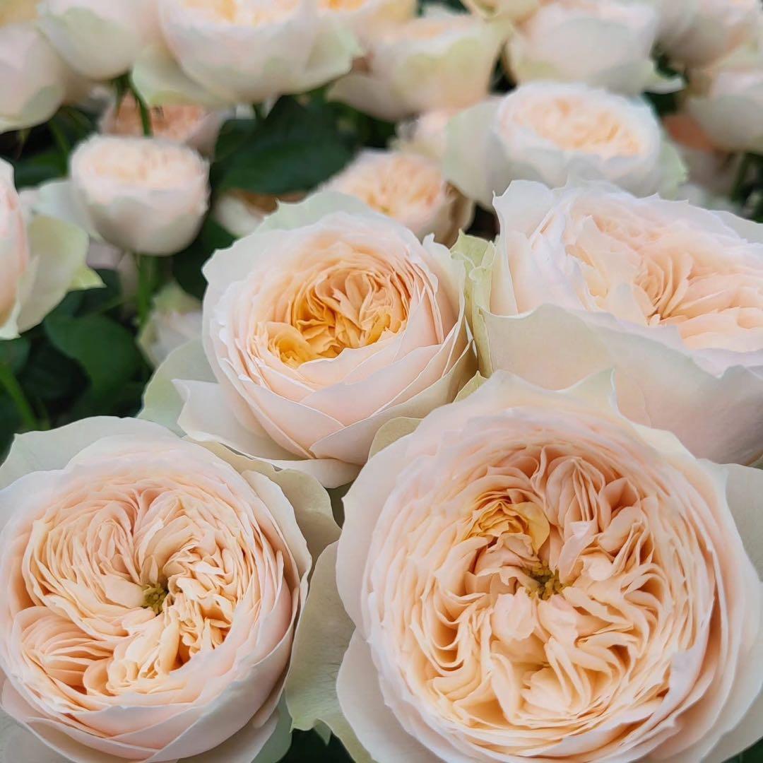 切り花品種　バラ苗　レアバラ　emma w○○dhouse