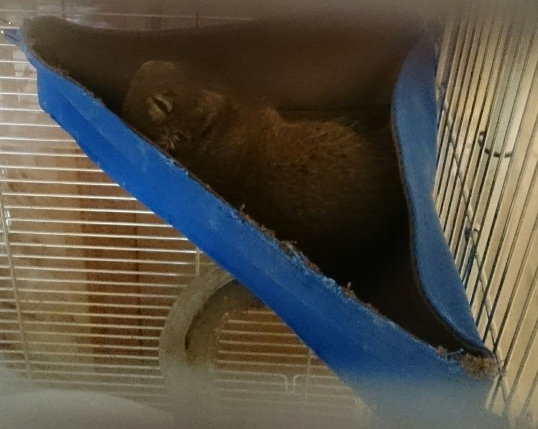 【オーダー専用】デグーハンモック 三角コーナータイプ