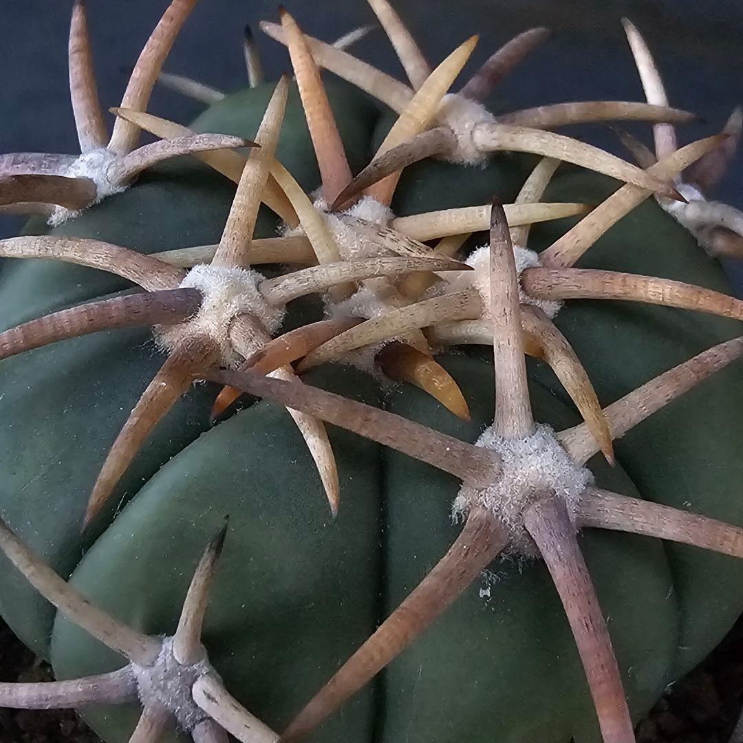 メルカリ便発送☆サボテン エキノカクタス 翠平丸×雷帝(実生苗です)