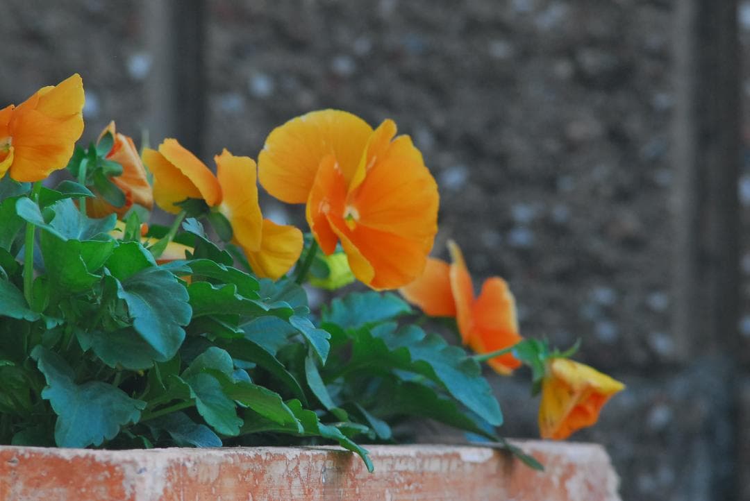 【作例あり】大迫力の超望遠♪TAMRON AF 200-400mm　Nikon用