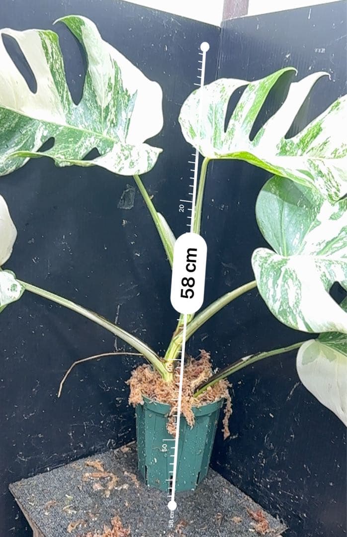 明*菜様 斑入りモンステラ ホワイトタイガー極美大株58cm白斑多