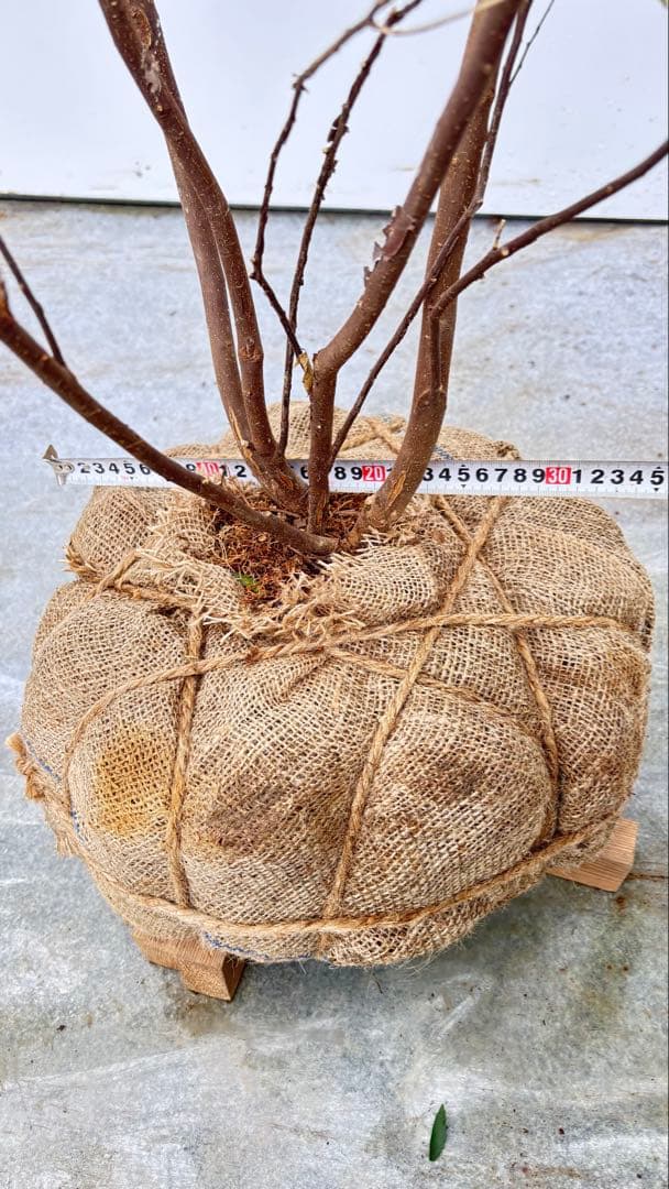 超特大サイズ 細く美しく繊細な樹形 ハイノキ 株立 713 樹高2.4m位