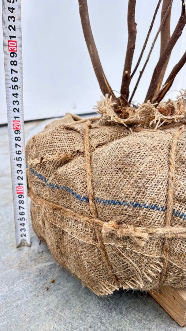 超特大サイズ 細く美しく繊細な樹形 ハイノキ 株立 713 樹高2.4m位