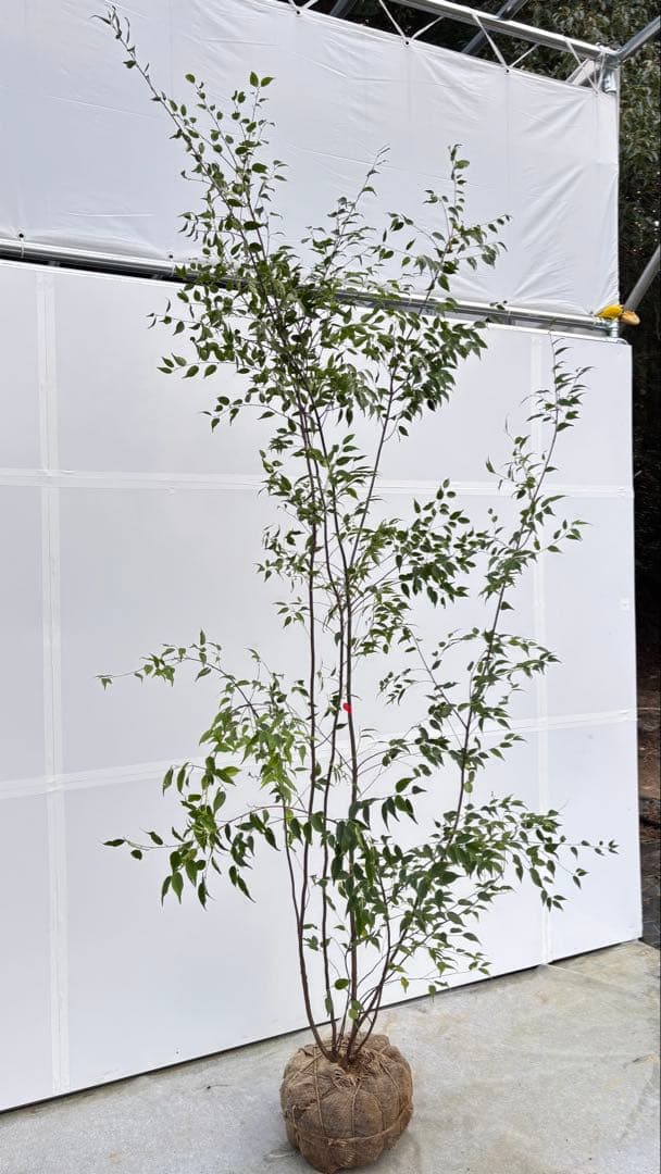 超特大サイズ 細く美しく繊細な樹形 ハイノキ 株立 713 樹高2.4m位