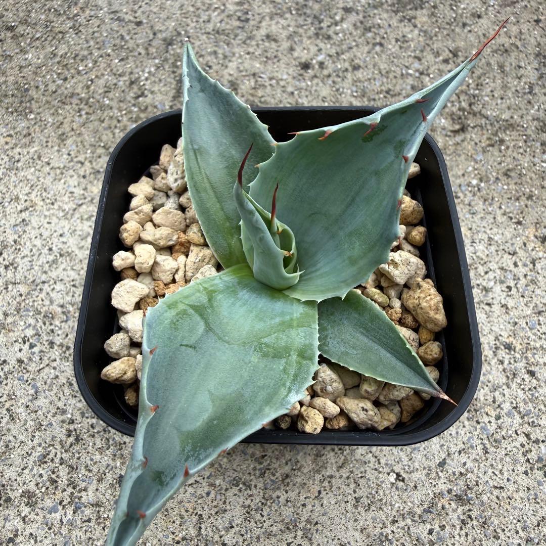 アガベ オバティフォリア 凸凹覆輪斑 ①超希少株 検(キラー オルカ モビー好き