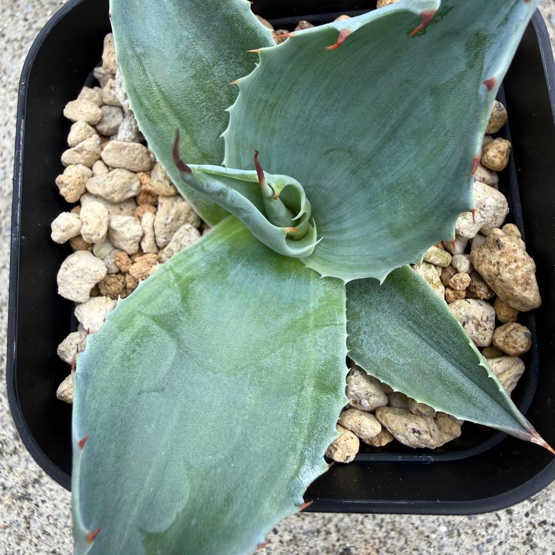 アガベ オバティフォリア 凸凹覆輪斑 ①超希少株 検(キラー オルカ モビー好き