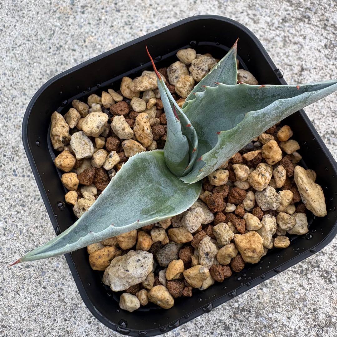 アガベ オバティフォリア 凸凹覆輪斑 ①超希少株 検(キラー オルカ モビー好き