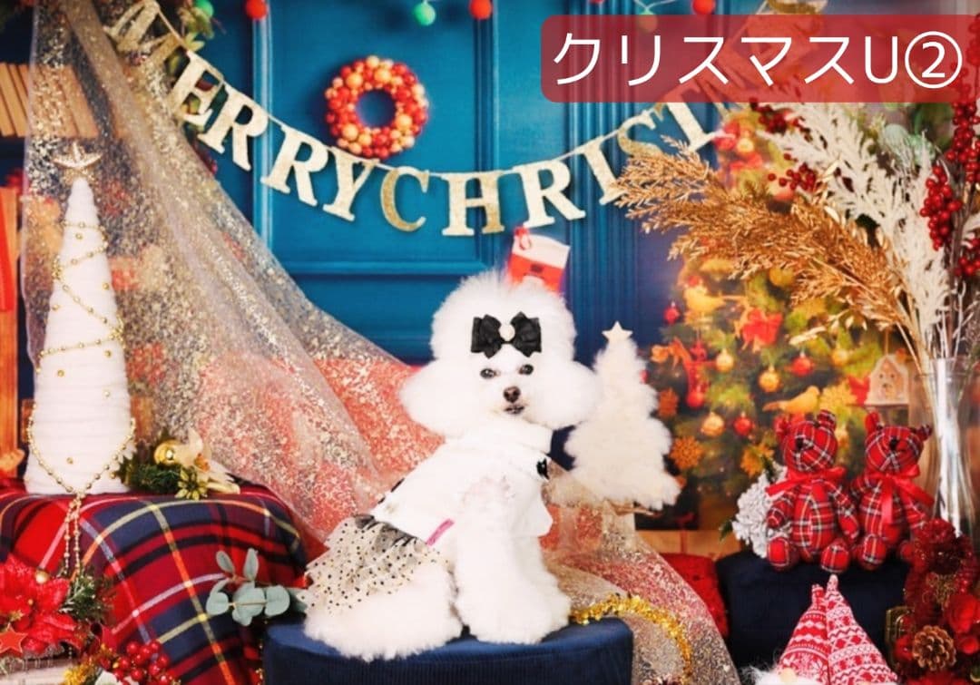 背景布【秋XA】サンプル80×120cm　ペット撮影用ブース　運動会　お月見