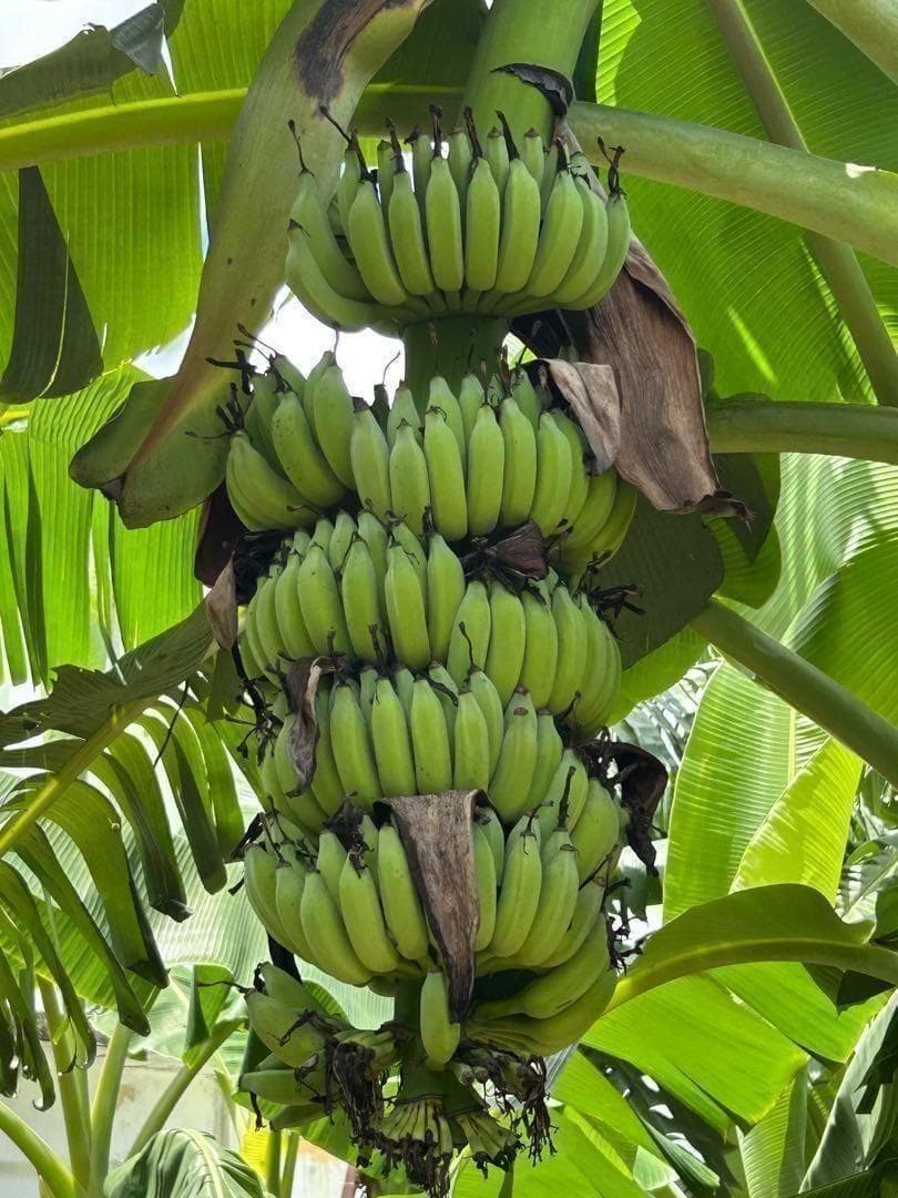 準親株！255cm巨大苗◆スーパードワーフ・キングナムワ◆関東露地&鉢植可 耐寒