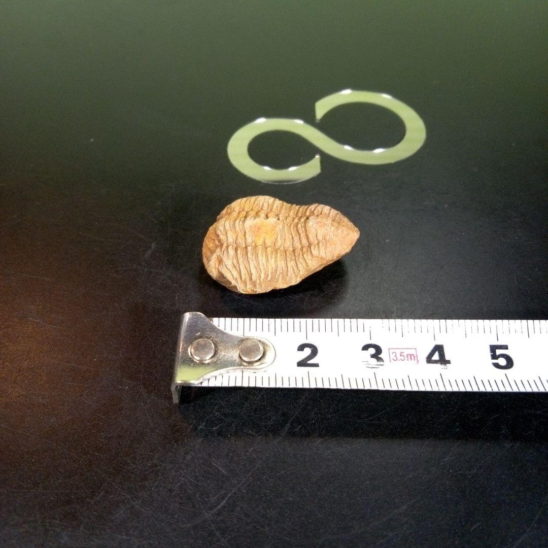 三葉虫　化石　fossil　海　ボリビア産　trilobite　海生動物網⑤