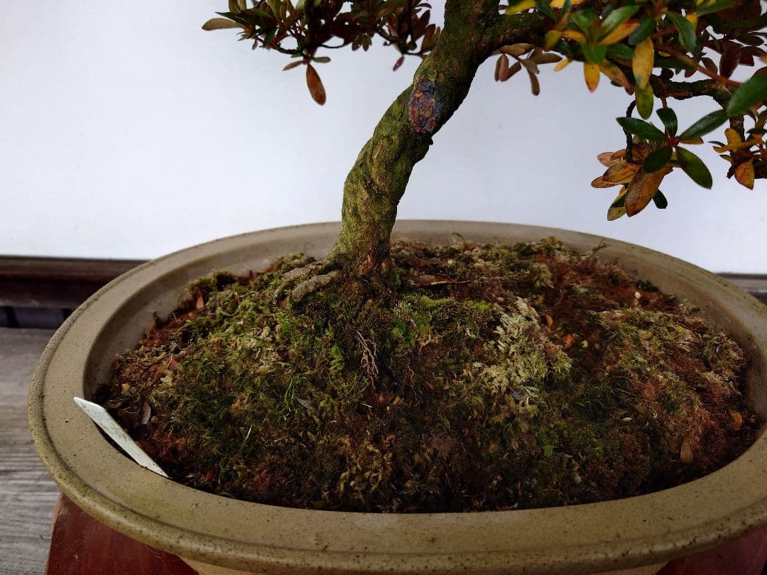 盆栽　皐月　(緋縅)　樹高45cm