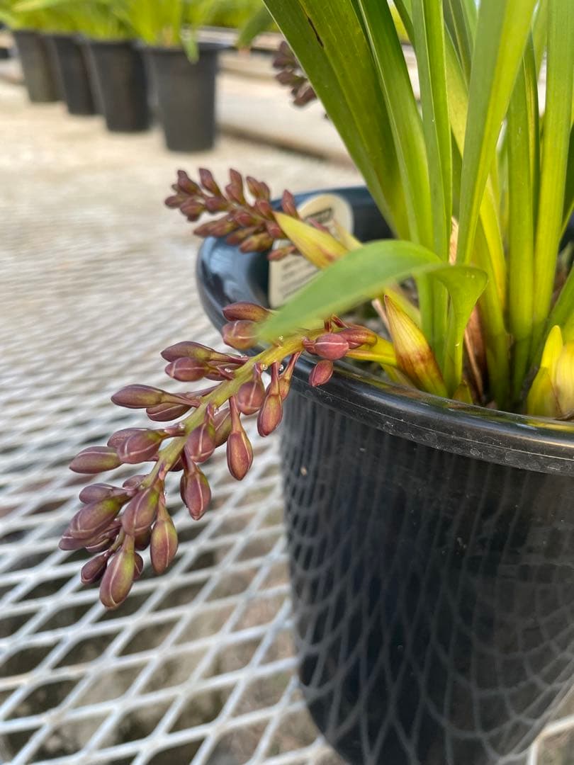 R8年キンリョウヘン花芽7本#4