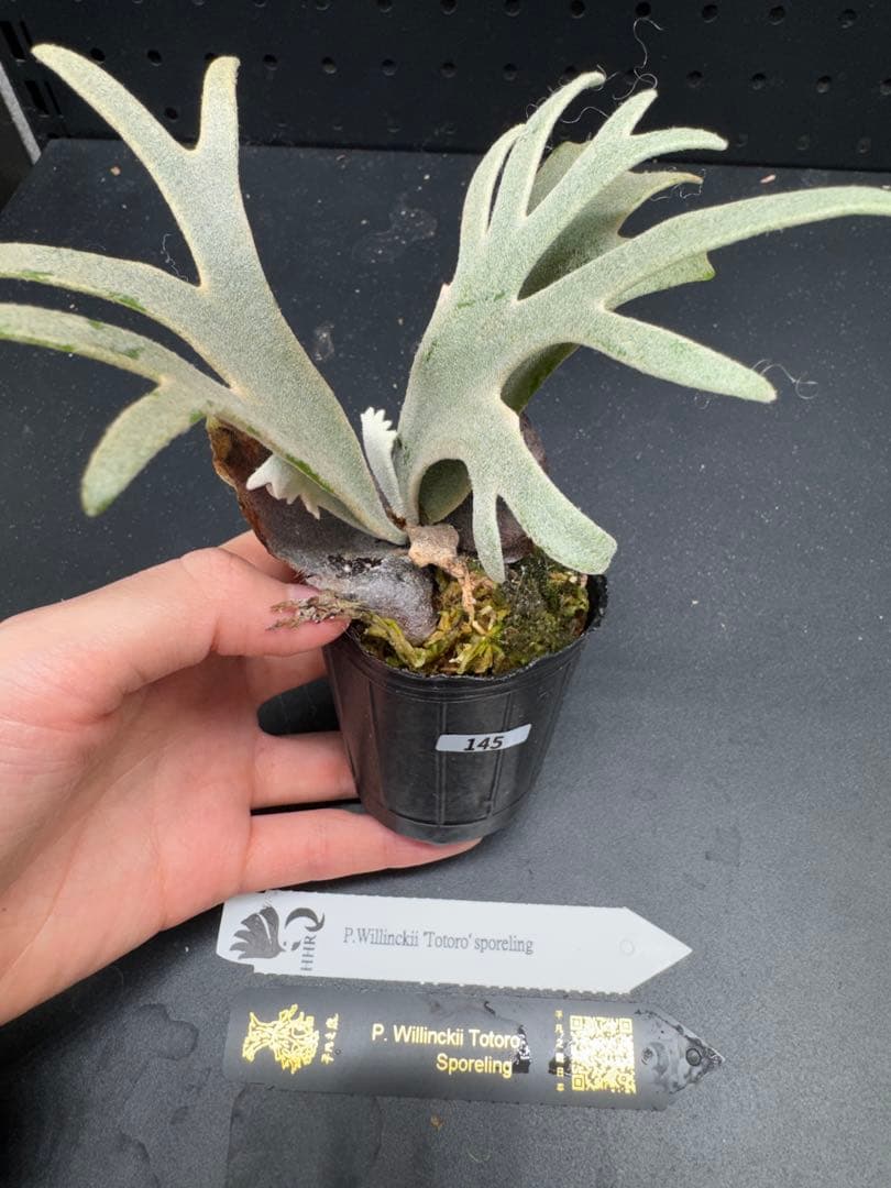 【平凡之鹿】YMDS Totoro HHRナーセリータグ付け #145