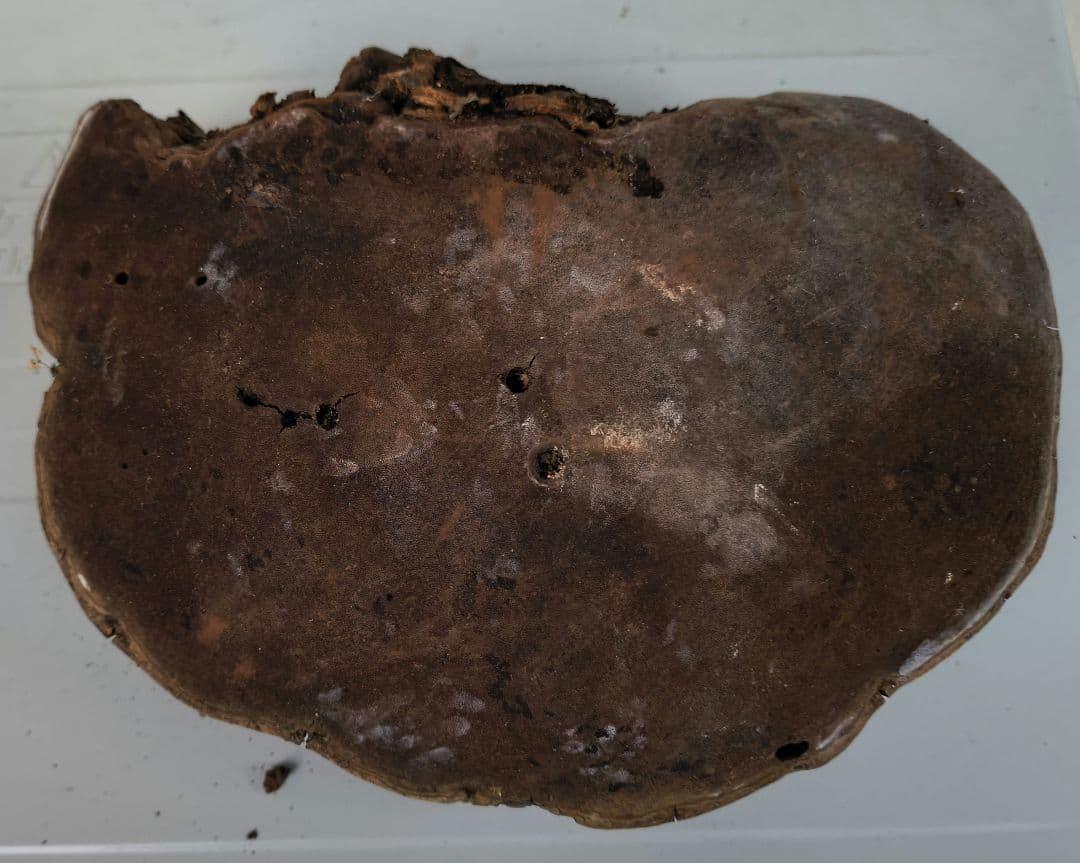 さるのこしかけ（梅寄生） 3個　厄除け　縁起もの