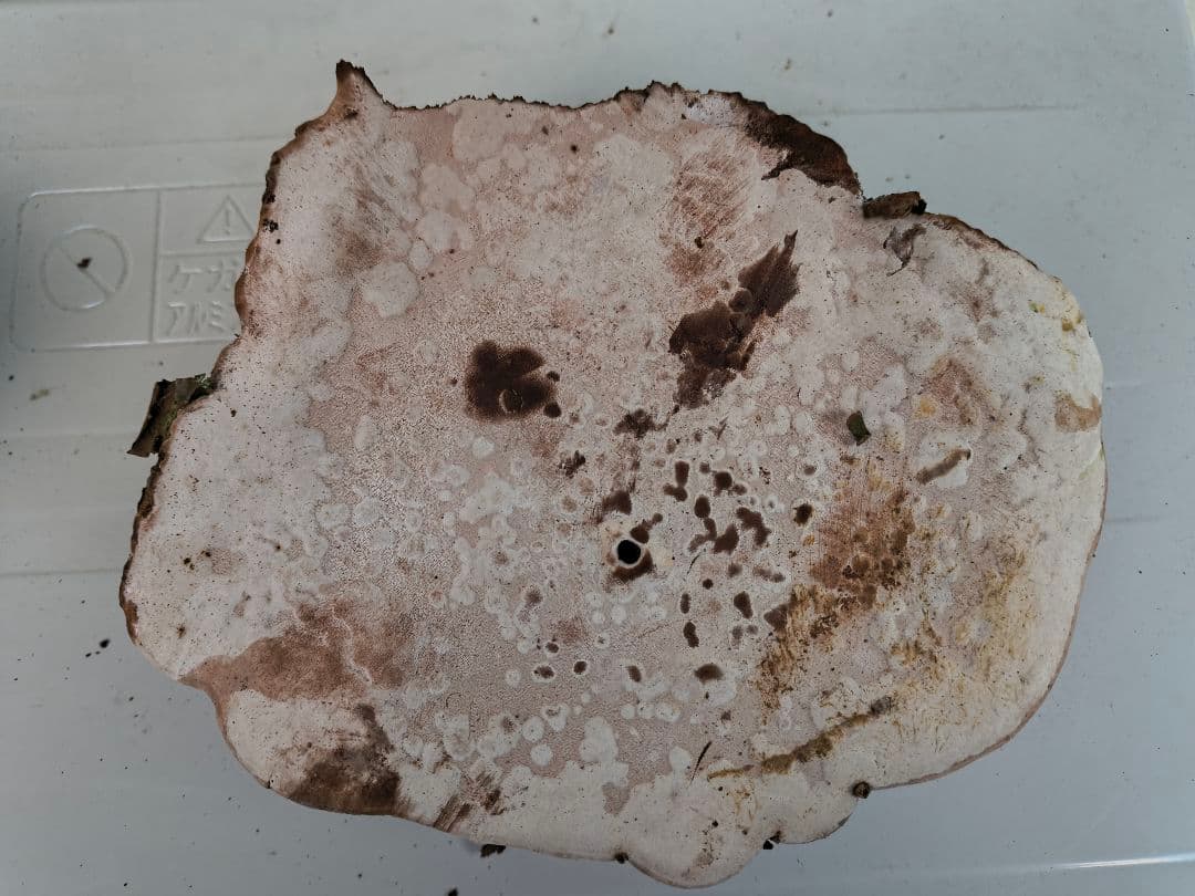 さるのこしかけ（梅寄生） 3個　厄除け　縁起もの