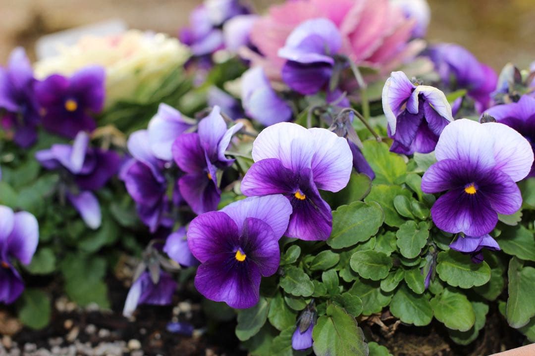 【美品】 Canon EF 40mm F2.8 STM 単焦点レンズ ホワイト